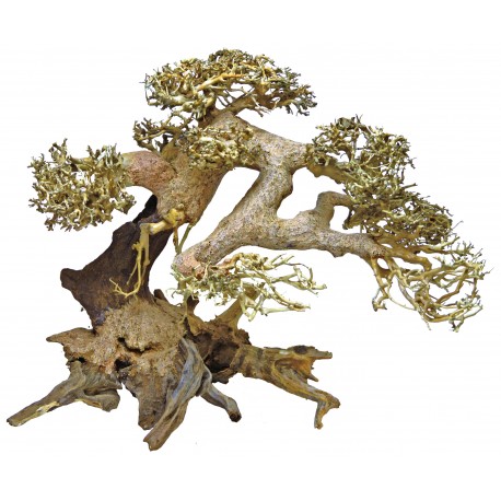 Cận cảnh cây bonsai driftwood