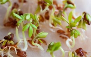 đem trồng hạt giống đã nhú mầm