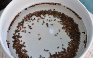 Loại bỏ hạt giống lép và tạp chất