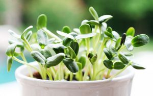 xử lý hạt giống trước khi gieo trồng