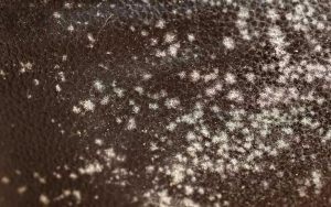 cách nhận biết sofa da bị ẩm mốc